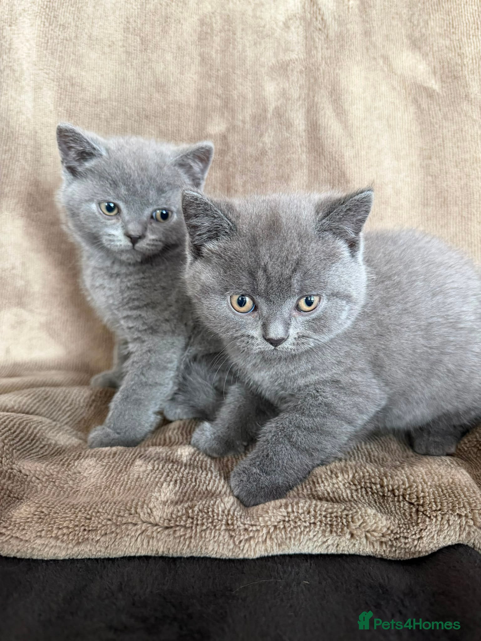 British Shorthair cats ❤️British Shorthair kittens READY NOW❤️ - Advert 7