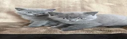 British Shorthair cats for sale: British Shorthair kittens READY NOW - Advert 9