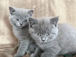 British Shorthair cats ❤️British Shorthair kittens READY NOW❤️ - Advert 7