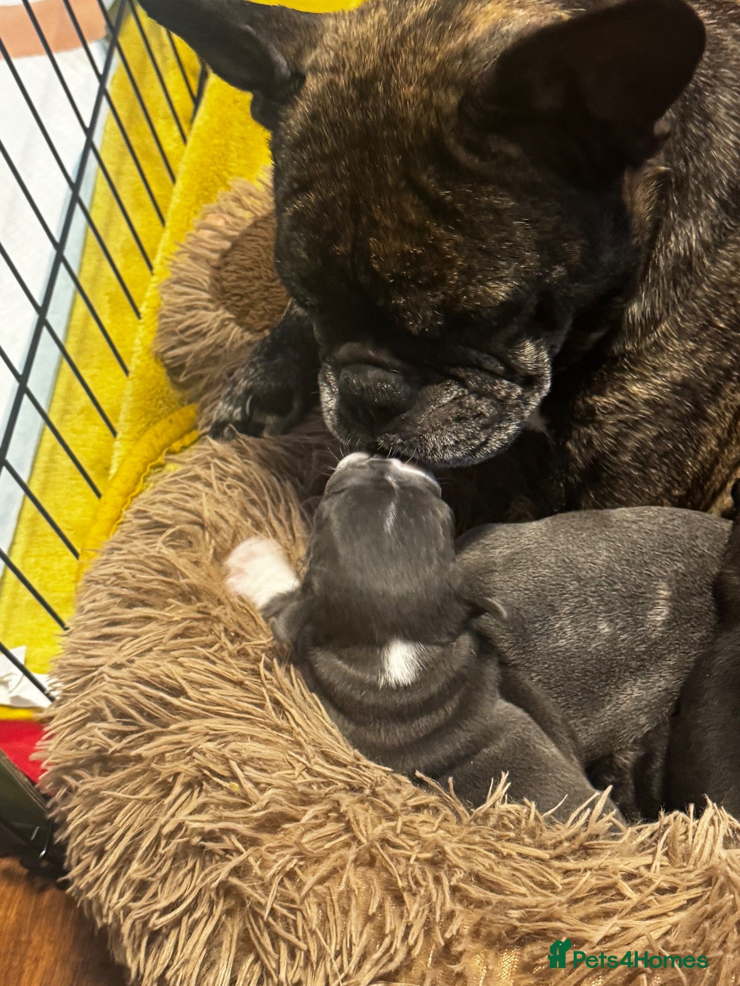 French Bulldog dogs French bulldog puppis  - Advert 1