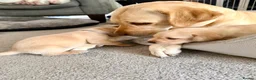 Labrador Retriever dogs for sale: Two adorable golden Labrador puppies in Saffron Walden - Advert 3