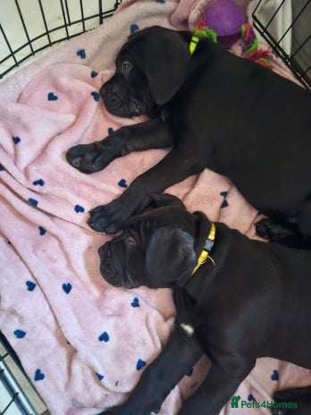 Cane Corso dogs - Advert 15