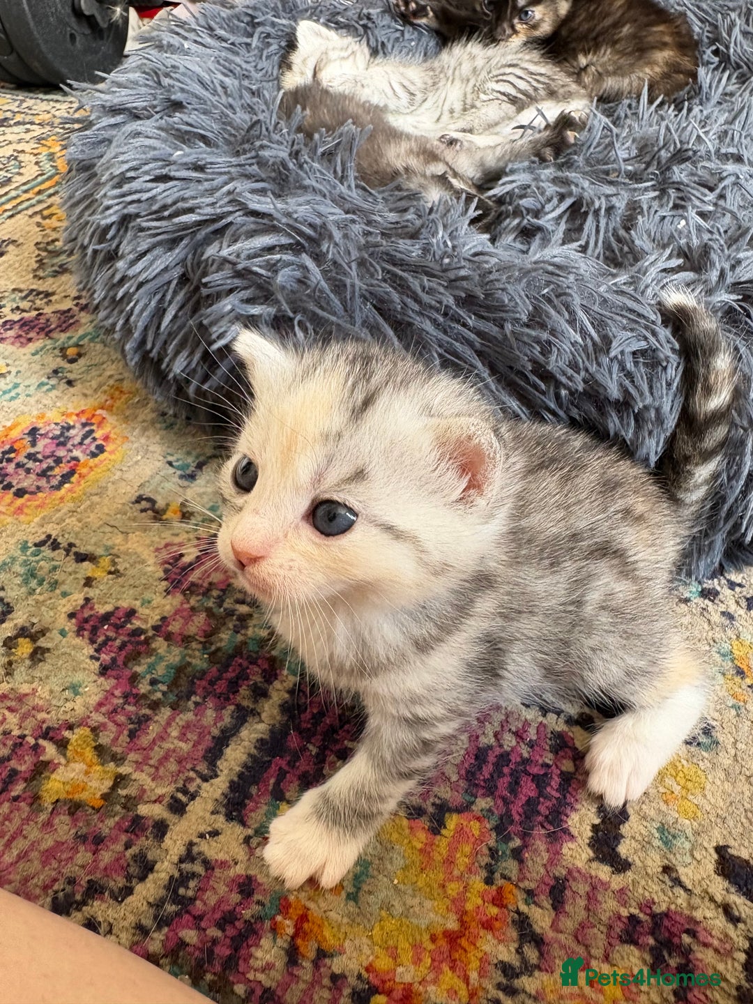Bengal cats for sale: Beautiful half bengal kittens  - Image 35