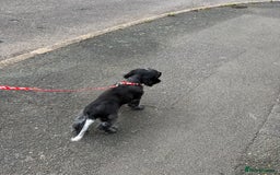 Cocker Spaniel dogs for sale: Awaiting viewings - Image 12