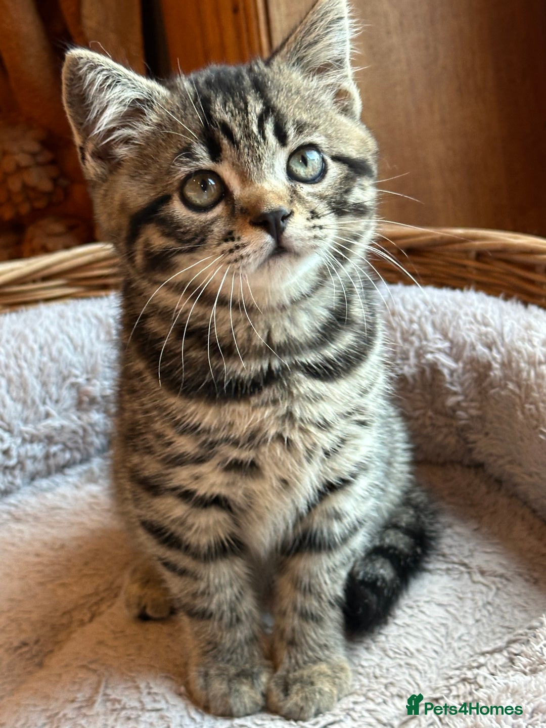 British Shorthair cats for sale: British Shorthair Chocolate Spotted Kittens - Advert 5