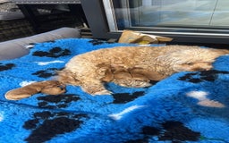 Cavapoo dogs for sale: 6 Beautiful Toy Cavapoo Girls  - Image 28