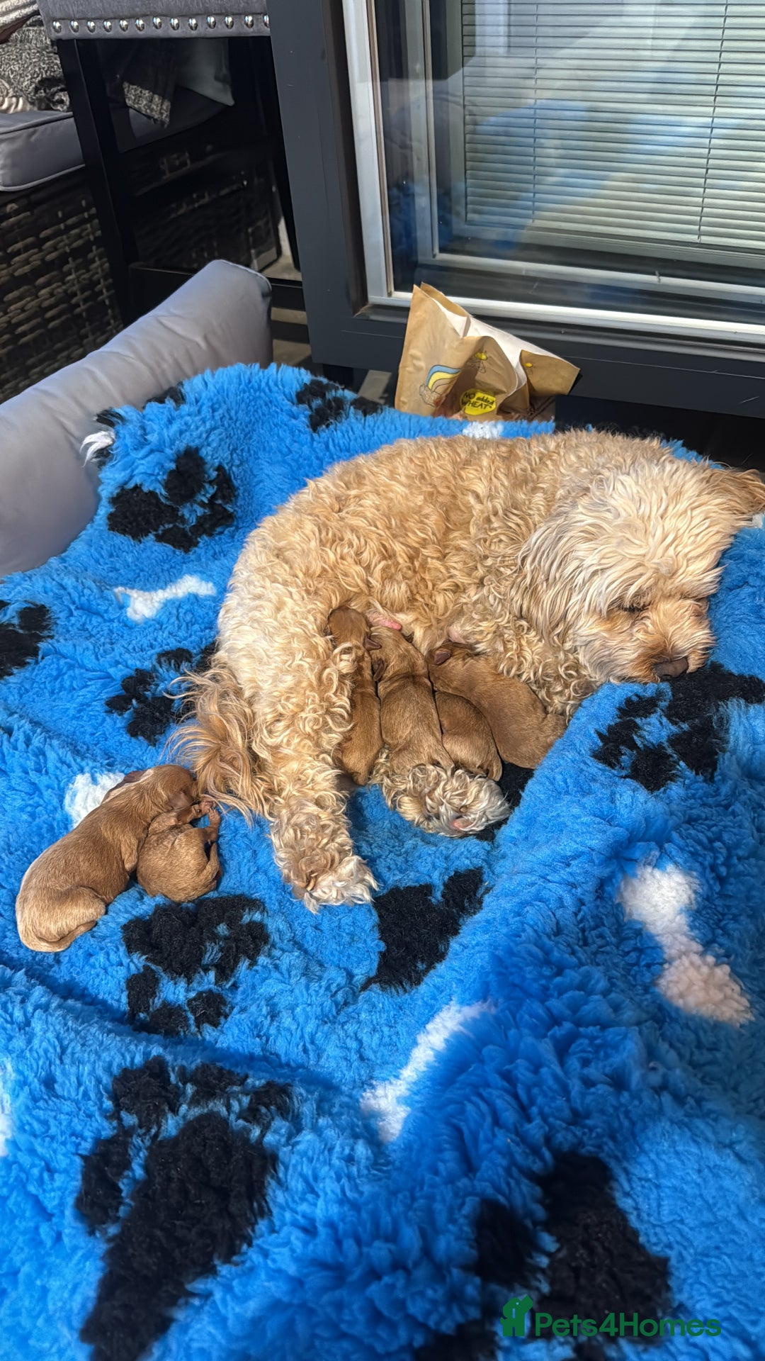 Cavapoo dogs for sale: 6 Beautiful Toy Cavapoo Girls  - Image 28