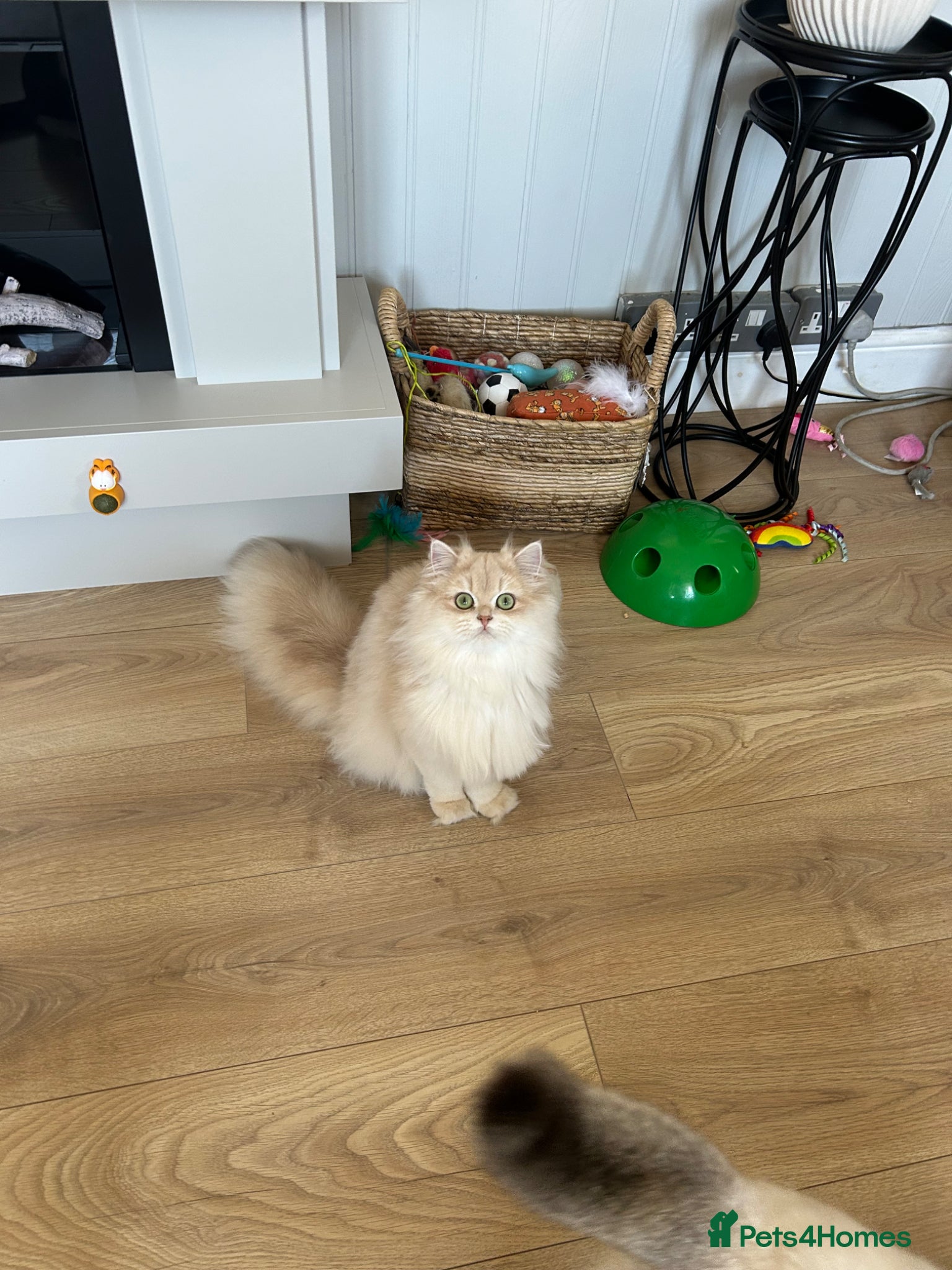 British Longhair cats Stunning Rare Golden Lilac Kitten  - Advert 6