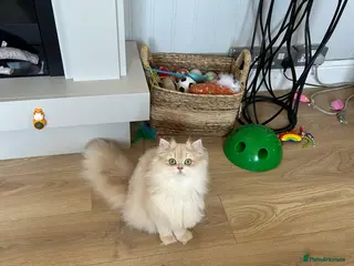 British Longhair cats Stunning Rare Golden Lilac Kitten - Advert 6