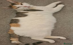 Mixed Breed cats for sale: 3 lovely boys looking for their forever homes - Image 5