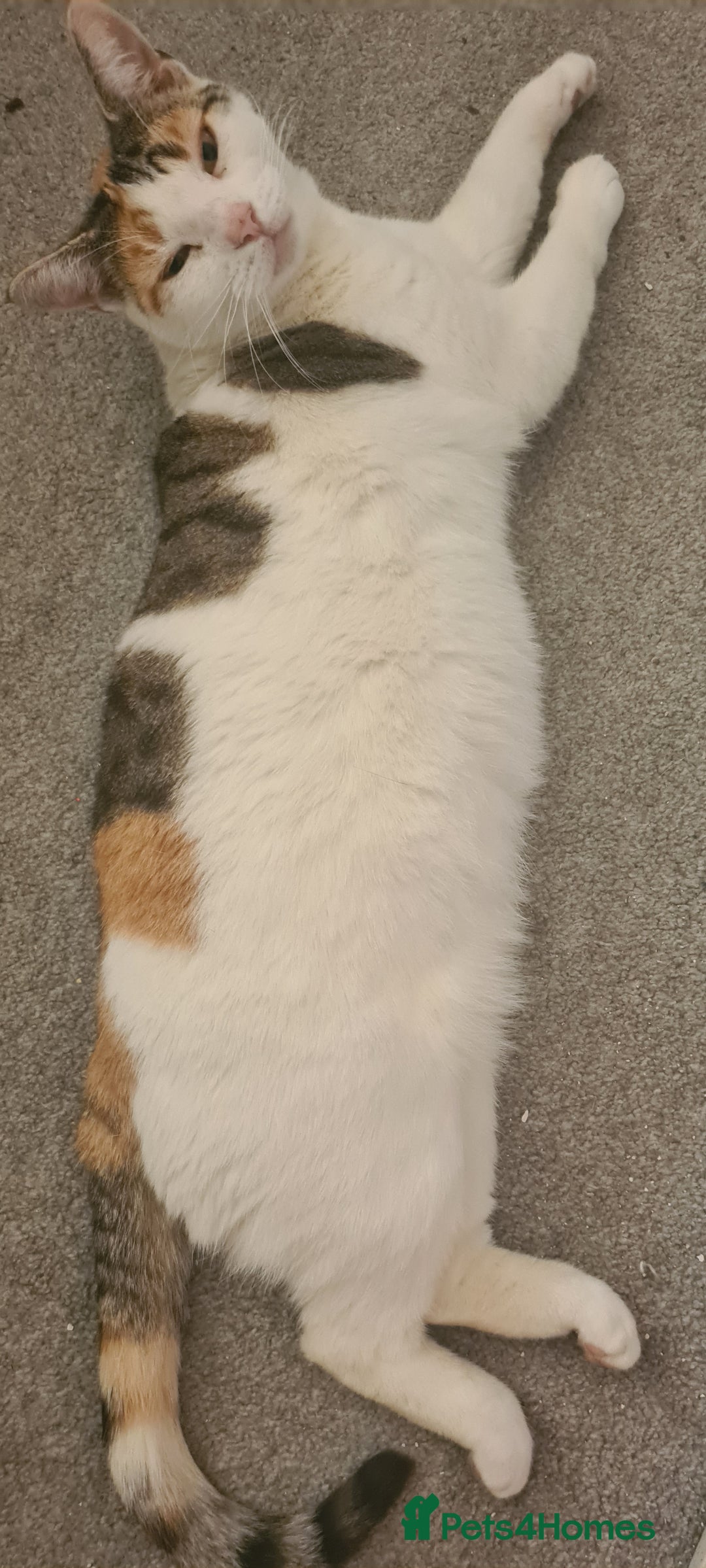 Mixed Breed cats for sale: 3 lovely boys looking for their forever homes - Image 5