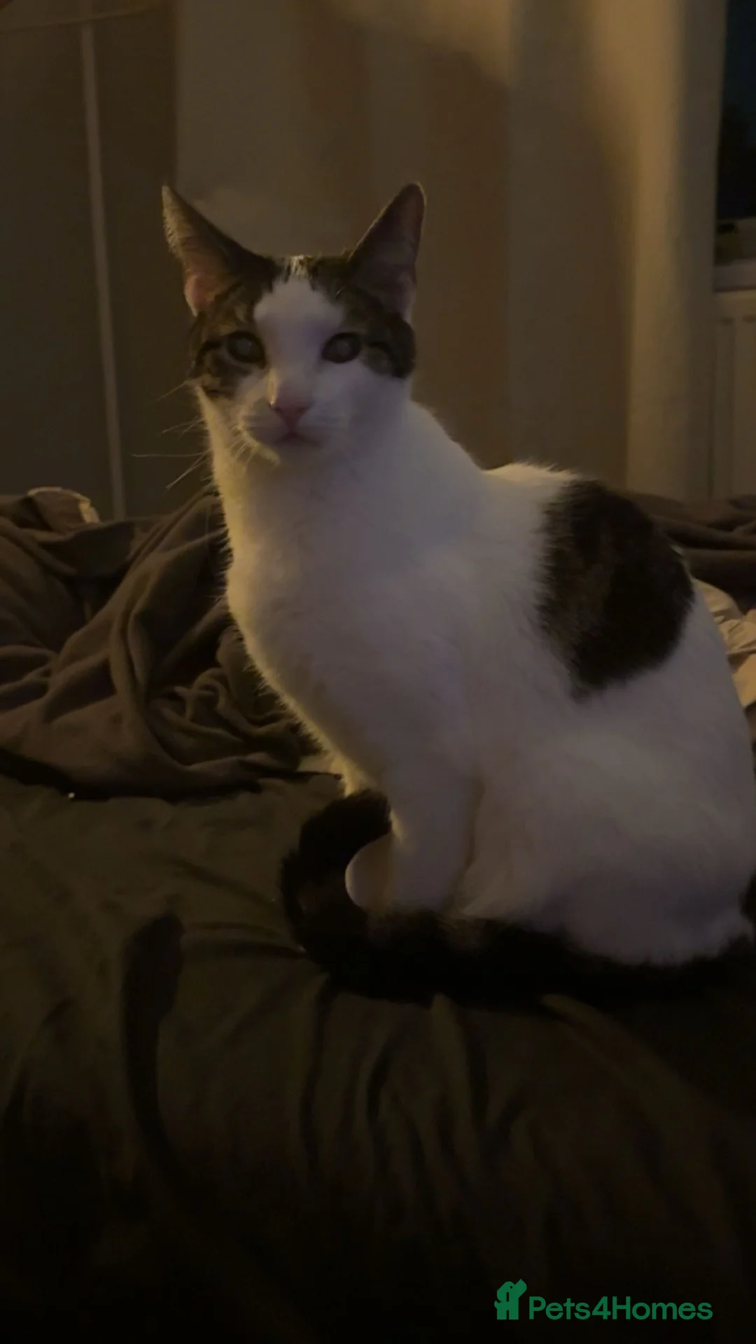 Mixed Breed cats for sale: chappie (free) - Advert 4