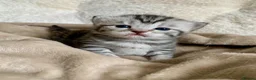 British Shorthair cats for sale: Beautiful silver tabbies - Advert 5