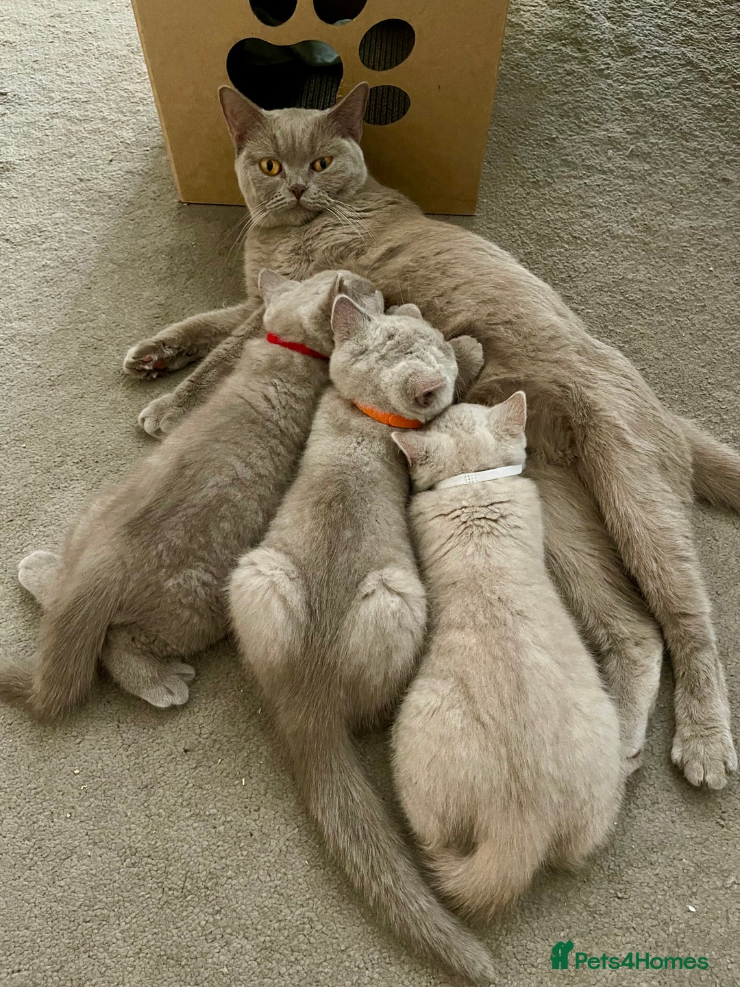 British Shorthair cats for sale: British Shorthair, Ready to be rehomed - Advert 18