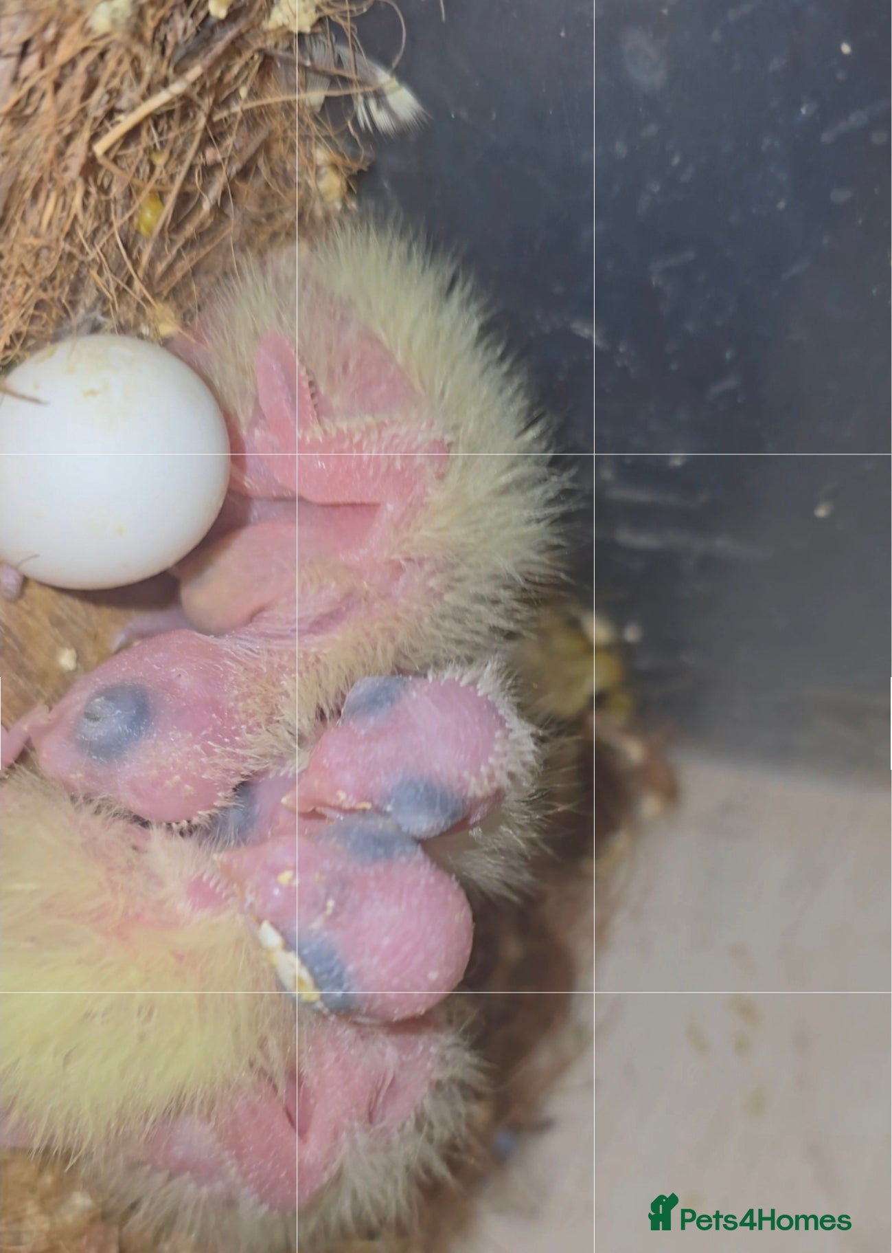 Cockatiels birds Baby cockatiel 🐣 - Advert 1