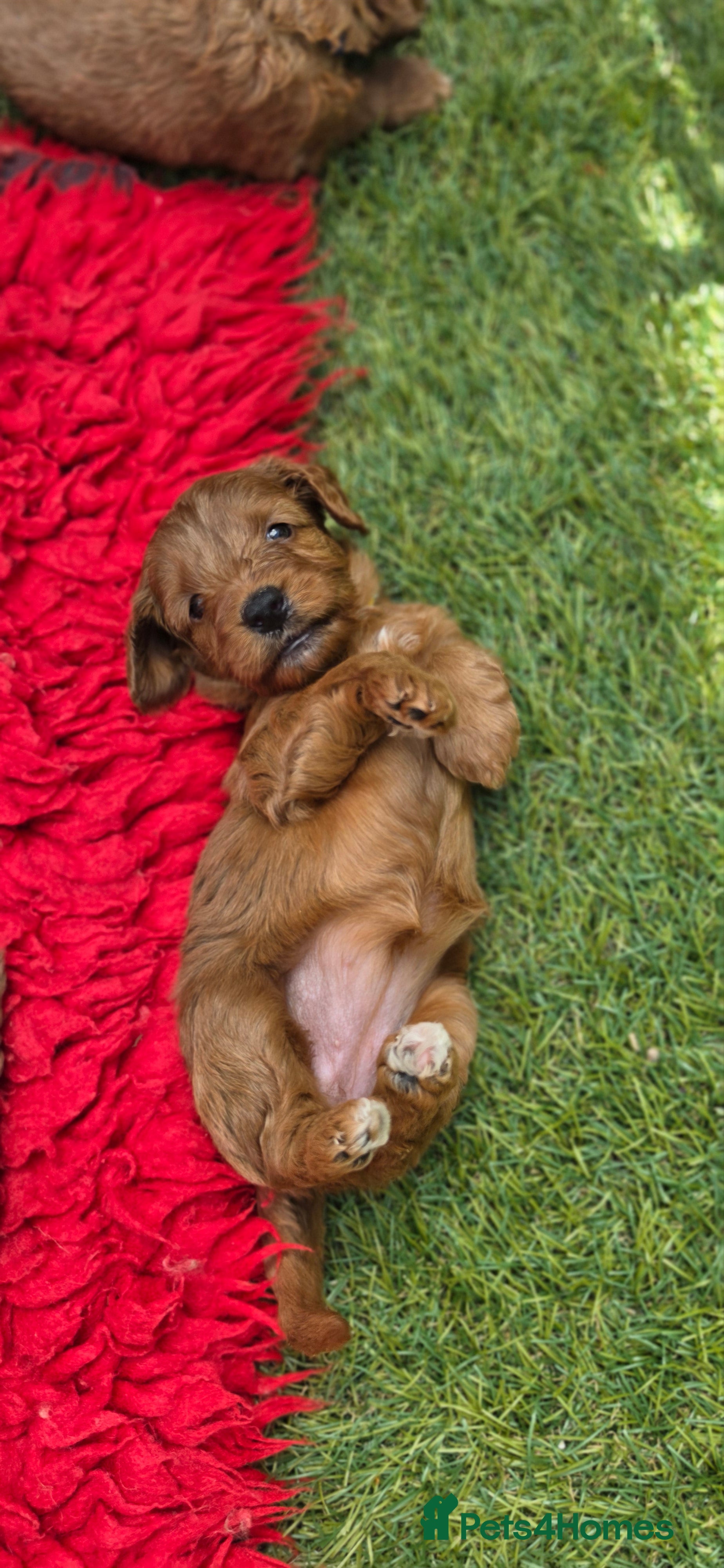 Cavapoo dogs Cavapoo puppies  - Advert 2