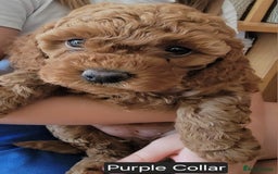 Miniature Poodle dogs for sale: Miniature Red Poodle KC Reg Full Pedigree - Image 18