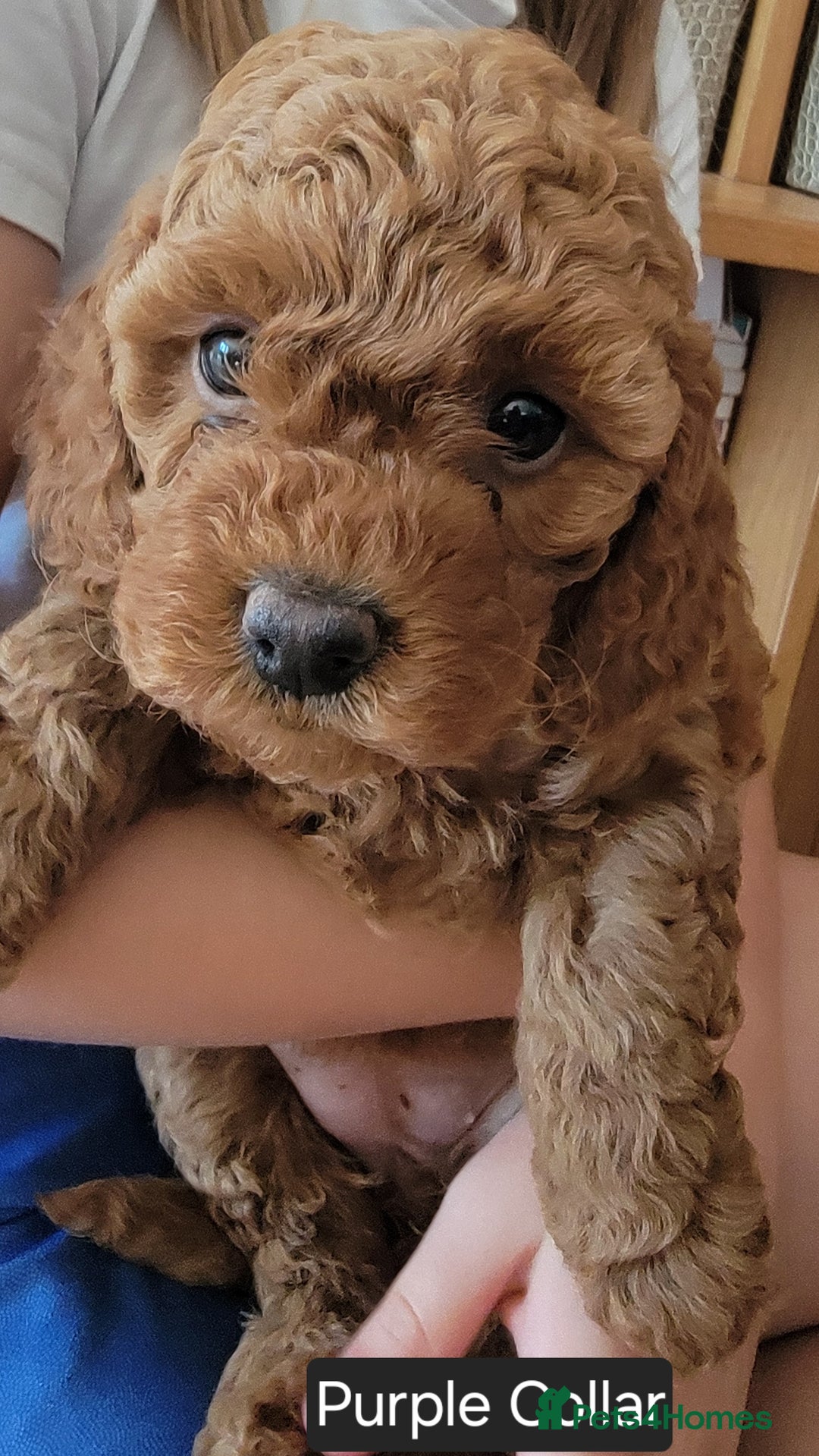 Miniature Poodle dogs for sale: Miniature Red Poodle KC Reg Full Pedigree - Image 18