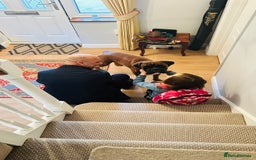 Boxer dogs for stud: KC Boxer Available for Stud | Champion Bloodlines - Image 5