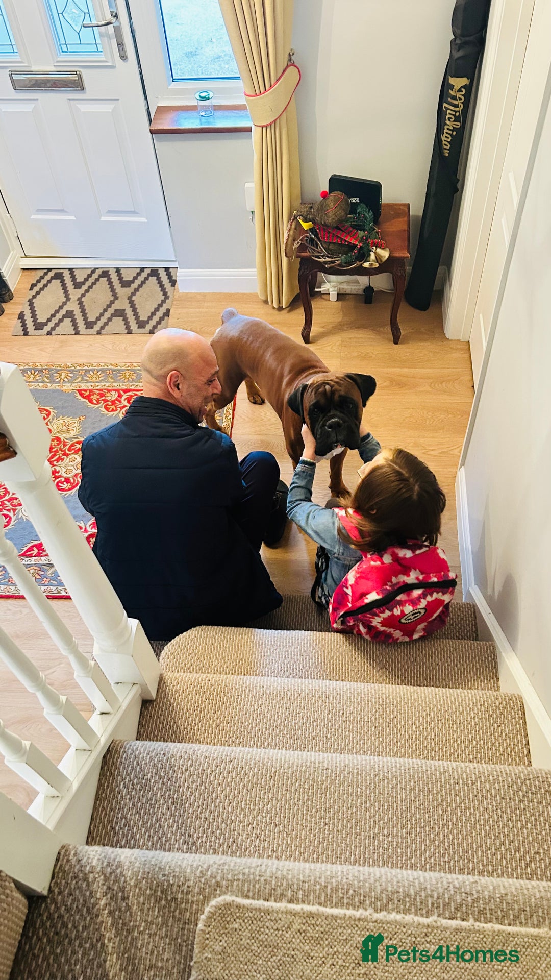 Boxer dogs for stud: KC Boxer Available for Stud | Champion Bloodlines - Image 5