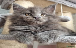 Maine Coon cats for sale: Maine Coon Kitten 1 - King-size Purebred Maine Coon kittens  - Image 1