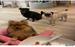 Pug dogs for sale: Chug and pug  - Image 5