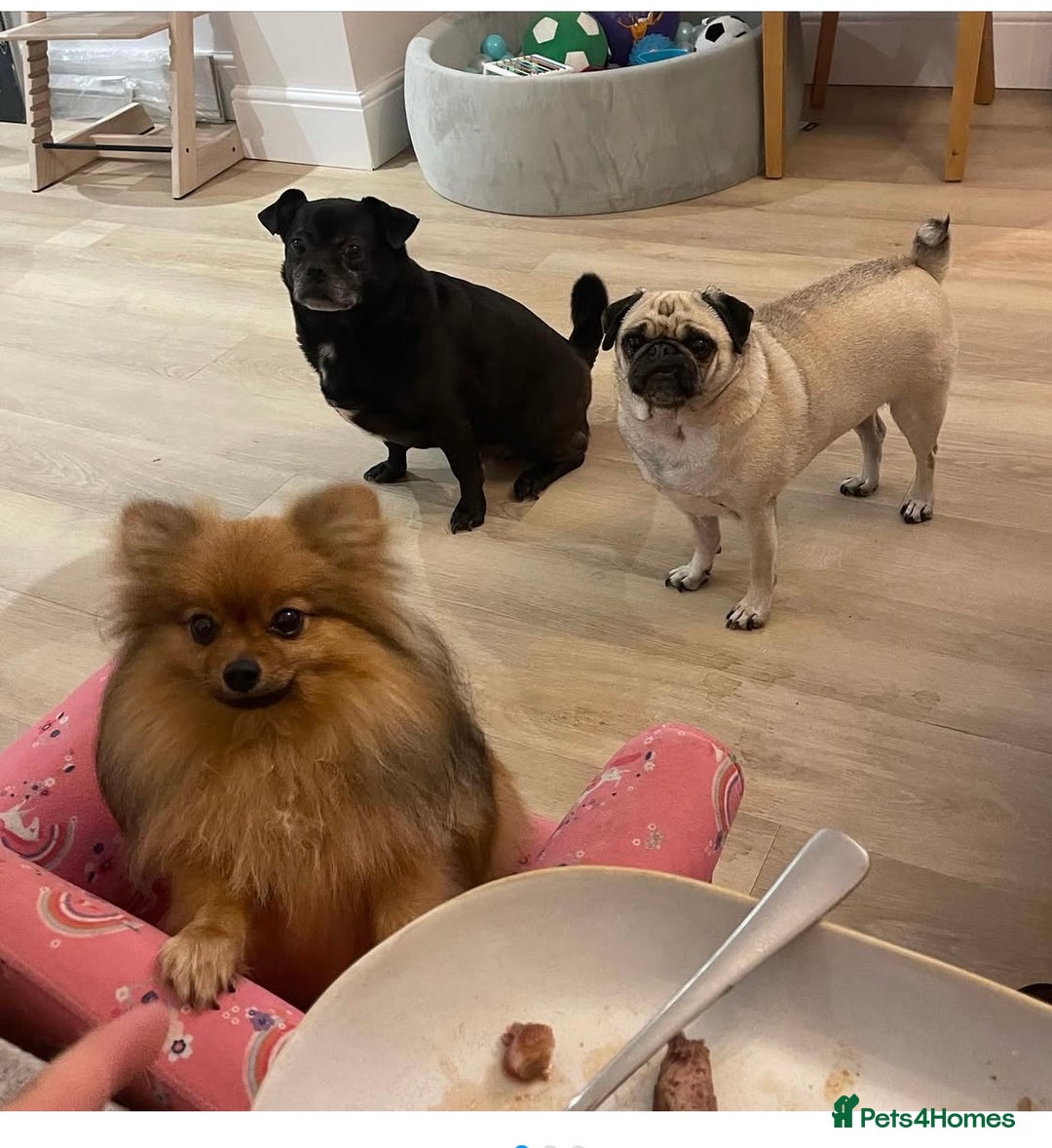 Pug dogs for sale: Chug and pug  - Image 5