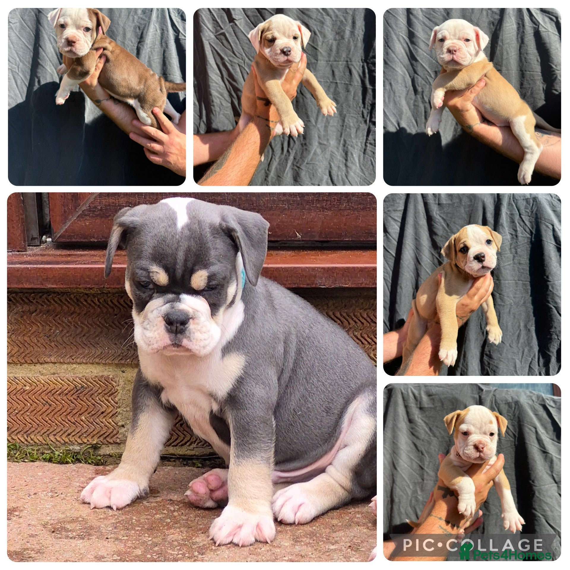 Olde English Bulldogge dogs 6 olde English bulldogs  - Advert 5