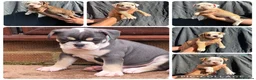 Olde English Bulldogge dogs for sale: READY TO LEAVE 3 old English bulldog  - Advert 8