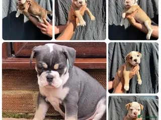 Olde English Bulldogge dogs 6 olde English bulldogs - Advert 5