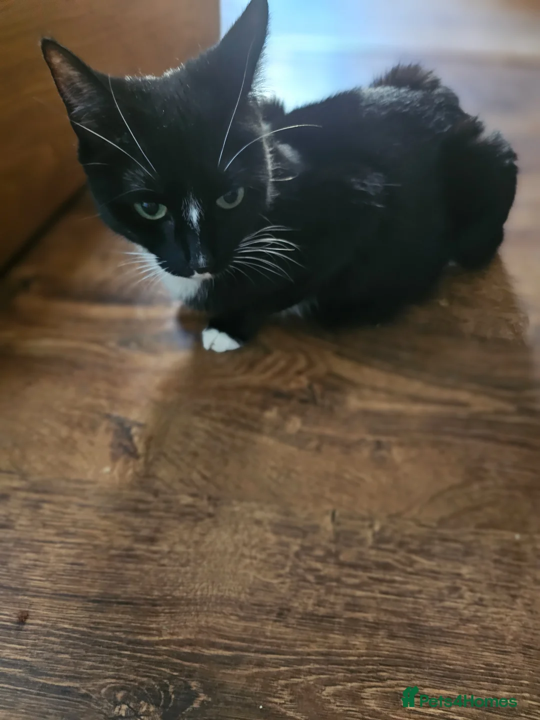 Mixed Breed cats for sale: Kittens for Sale 🐾 - Advert 2