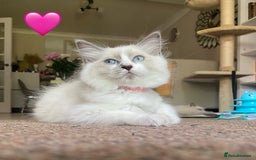 Ragdoll cats for sale: Ragdoll kittens one girl available  - Image 11
