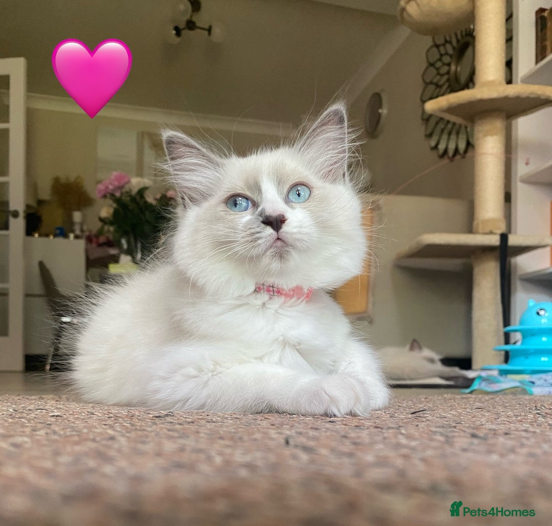 Ragdoll cats for sale: Ragdoll kittens one girl available  - Image 11