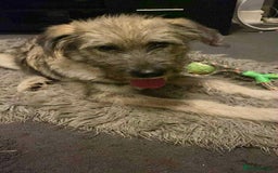 Mixed Breed dogs for adoption: Lianne - Image 3