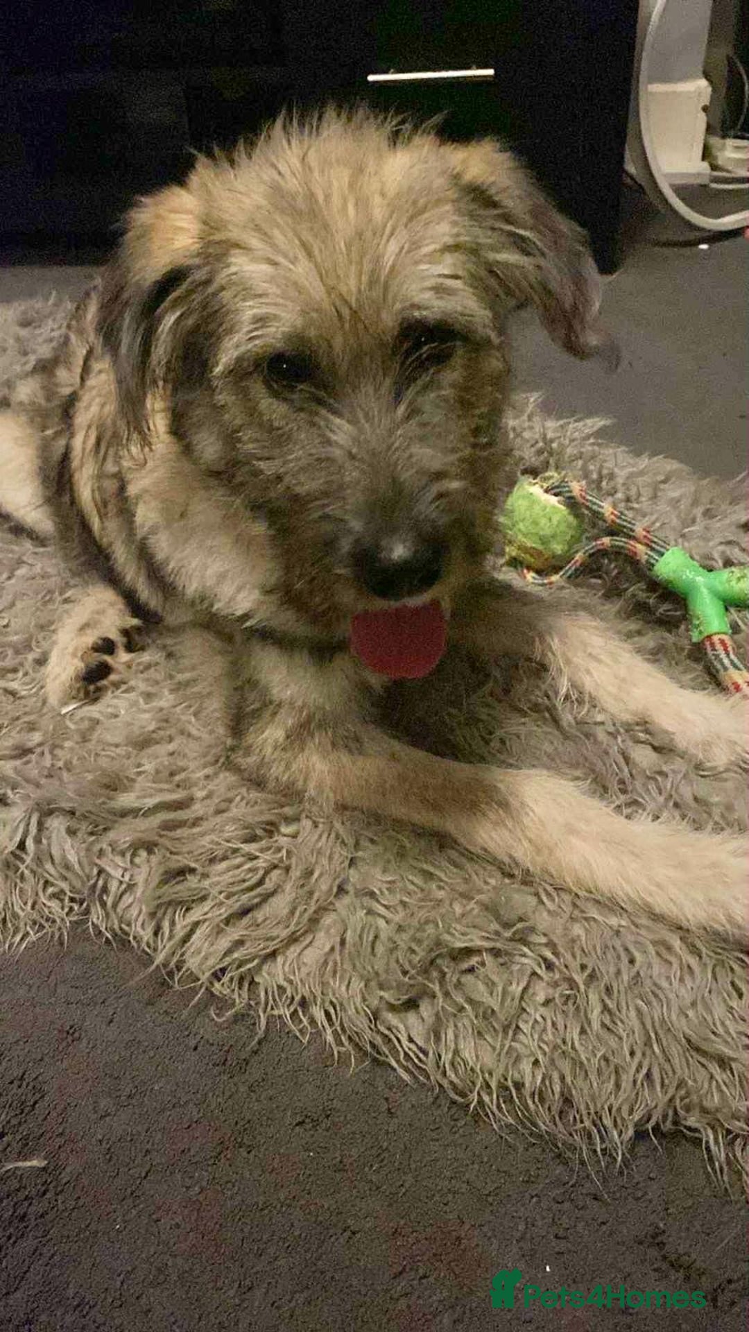 Mixed Breed dogs for adoption: Lianne - Image 3