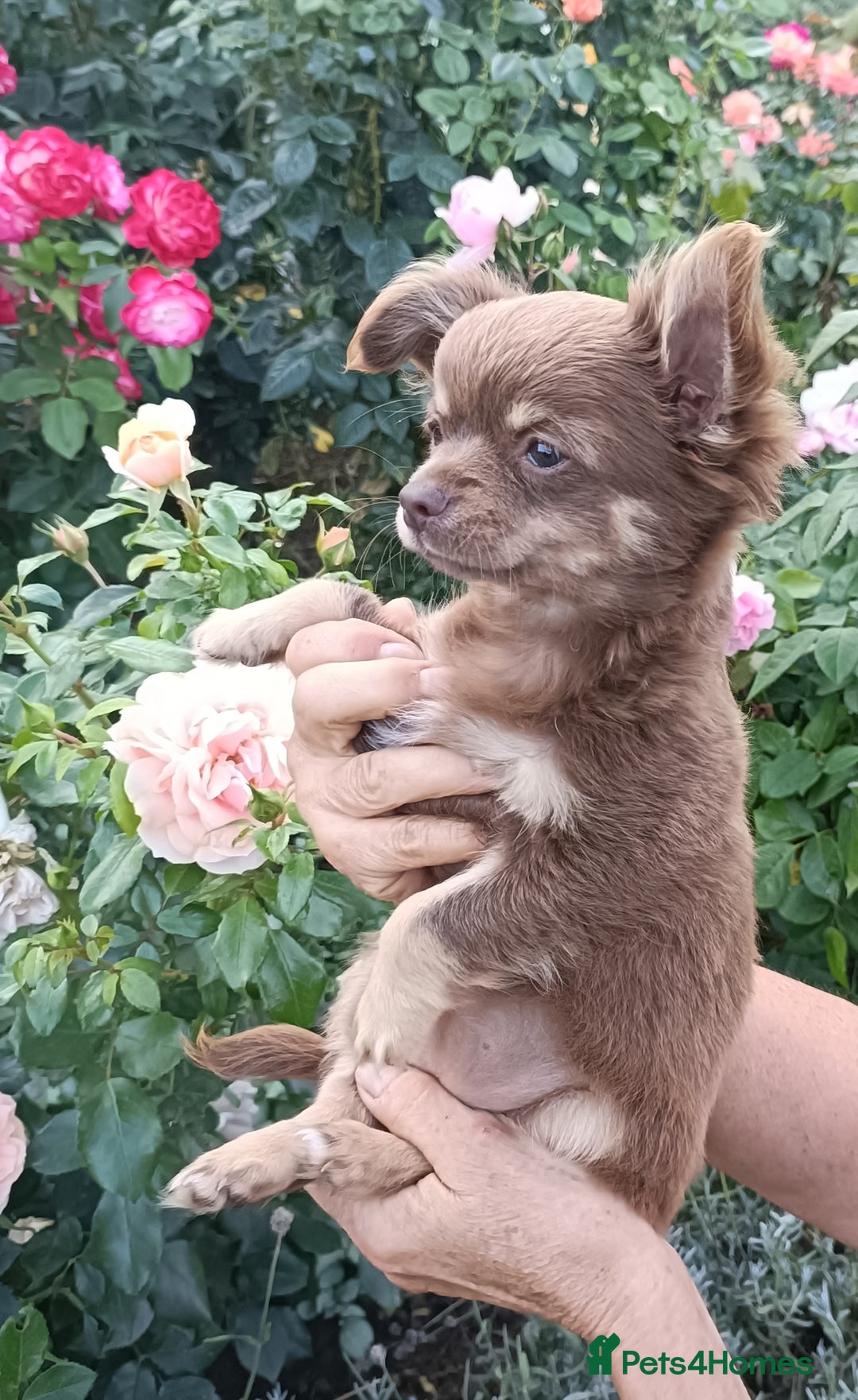 Chihuahua dogs for sale: Stunning Chihuahua puppies - Image 2