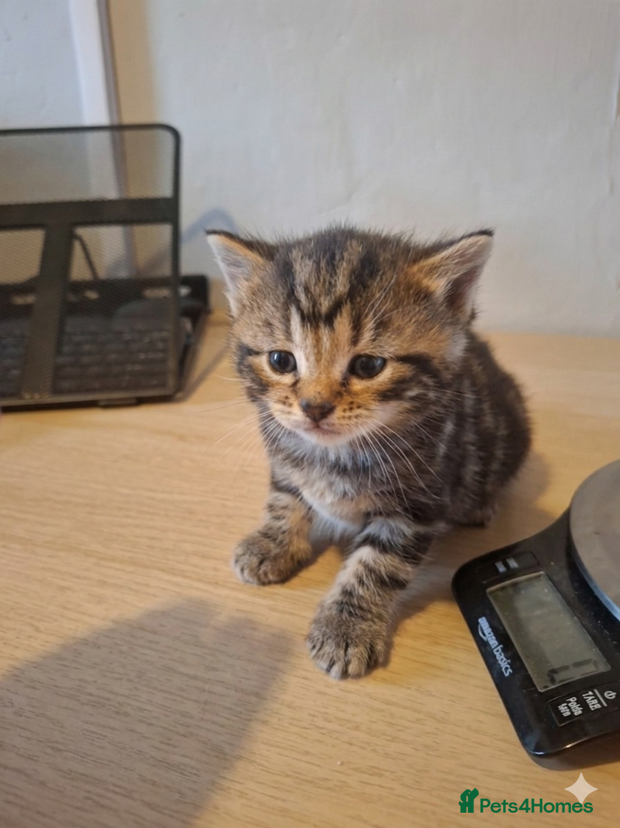 Mixed Breed cats Mollys babies  - Advert 7
