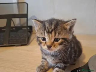 Mixed Breed cats Mollys babies - Advert 7