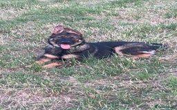 German Shepherd dogs for sale: Lucy’s 28 weeks old female  - Image 8
