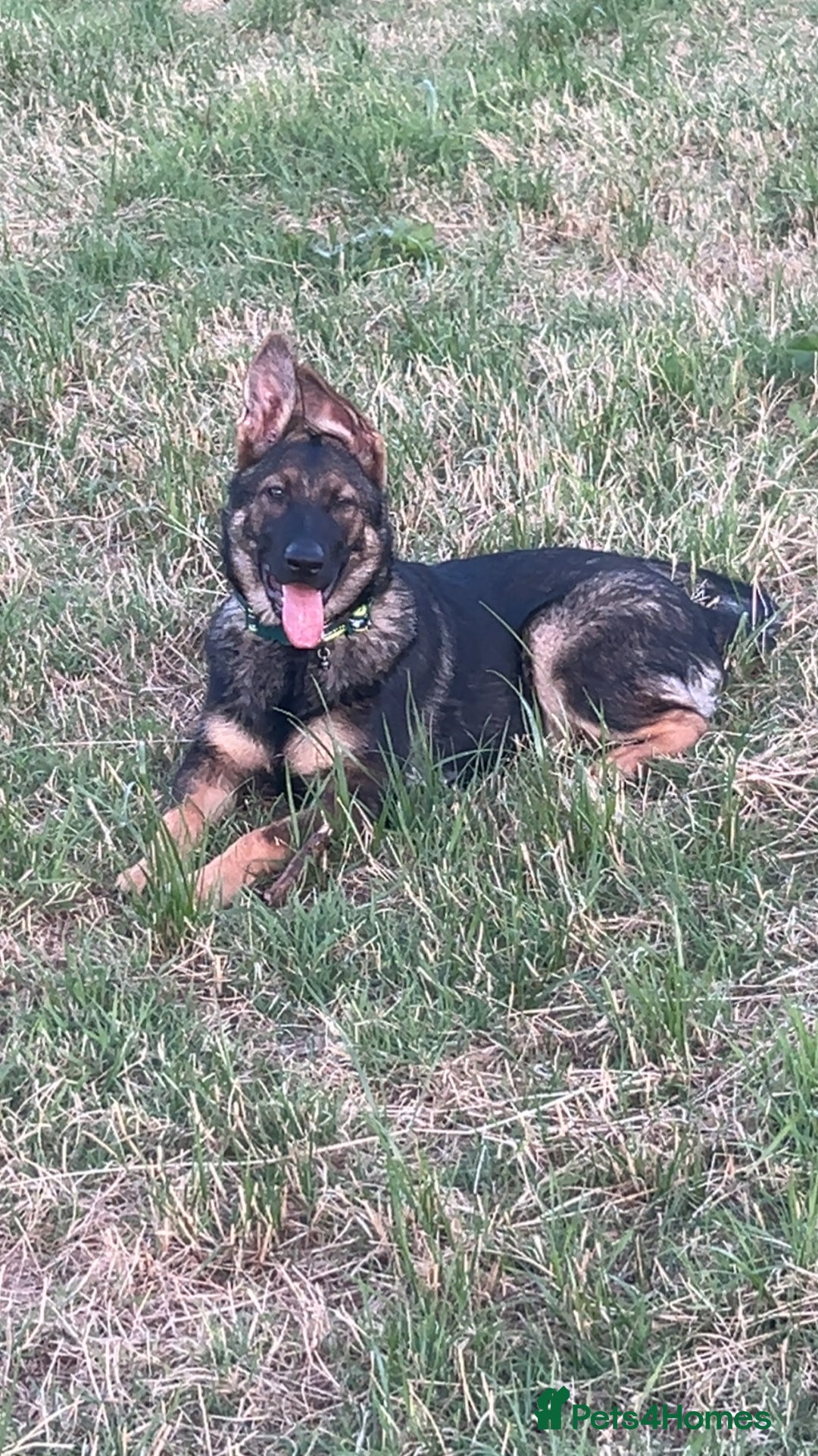 German Shepherd dogs for sale: Lucy’s 28 weeks old female  - Image 8