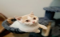 British Shorthair cats for sale: British Shorthair Cream and White Harlequin Male - Image 11