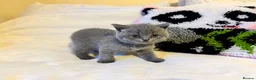British Shorthair cats for sale: 🐾 Beautiful British Shorthair Kittens 🐾 in Huddersfield - Advert 11