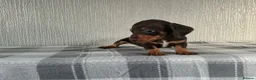 Jackshund dogs for sale: Beautiful jackshund puppies  in Cambridge - Advert 6
