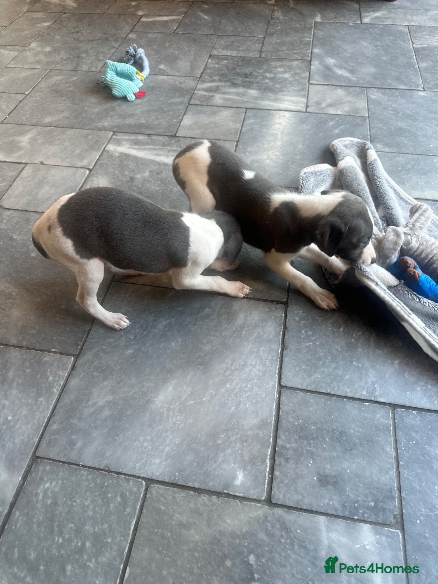 Whippet dogs KC reg whippets  - Advert 17