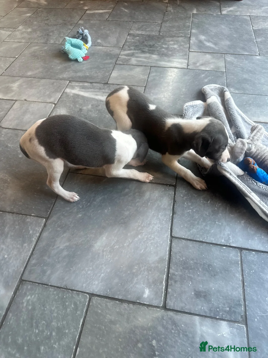 Whippet dogs for sale: KC reg whippets  - Advert 1