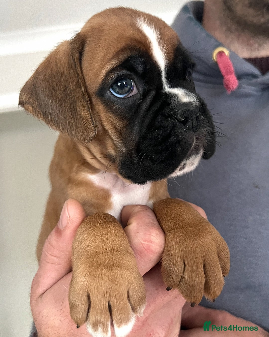 Boxer dogs for sale: Kc Beautiful White Boxer Boys   - Image 13
