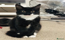 Mixed Breed cats for sale: Dragan  - Image 2