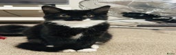 Mixed Breed cats for sale: Dragan  - Advert 2