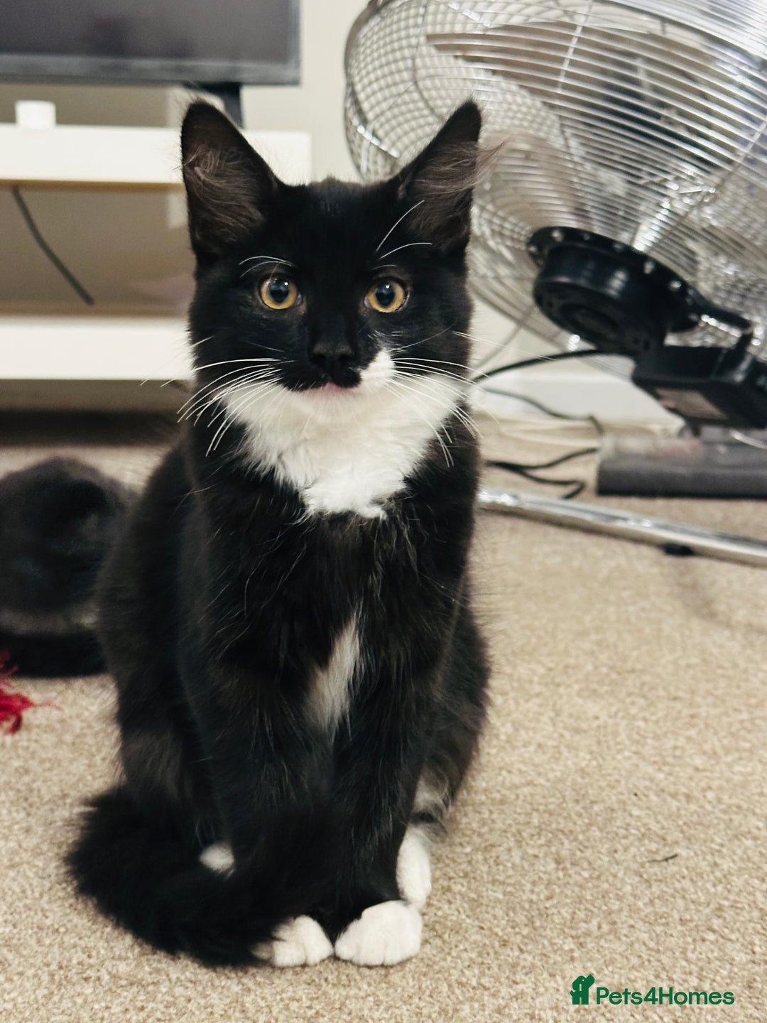 Mixed Breed cats for sale: Dragan  - Image 2