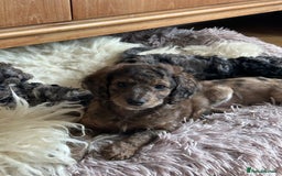 Cockapoo dogs for sale: Fb2 miniature cockapoo - Advert 26